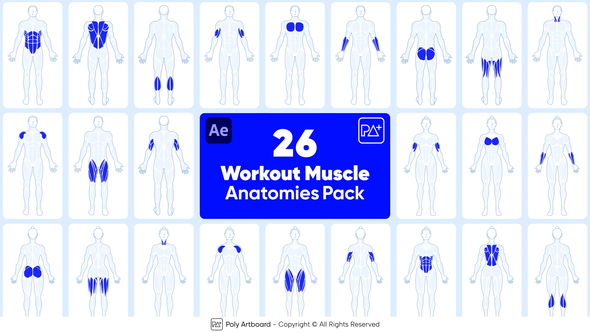 Workout Muscle Anatomies Pack For After Effects