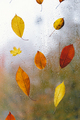 Autumn leaves stuck to the window that gets wet from rain drops. Cozy fall mood. - PhotoDune Item for Sale