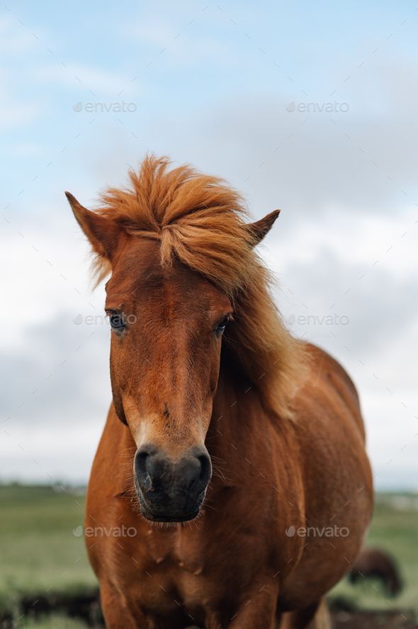Front view of a horse running in nature towards the camera. Stock Photo by  zamrznutitonovi