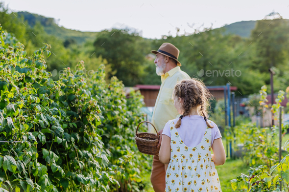 Grandfather with granddaughter granddaughter picking rasberries from the bush. Concept of importance