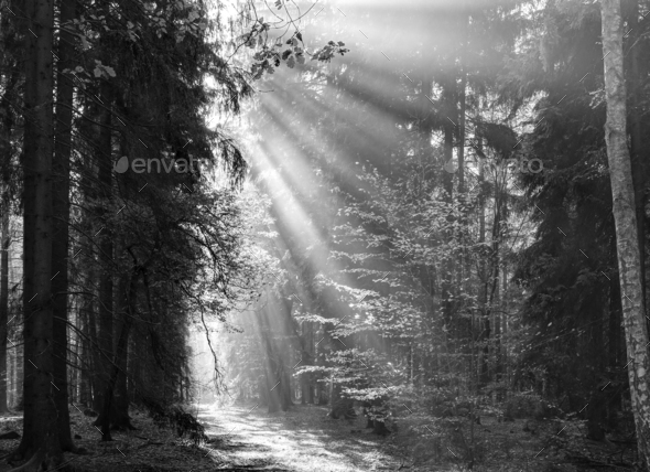 God Beams - Sunbeams In The Morning Forest