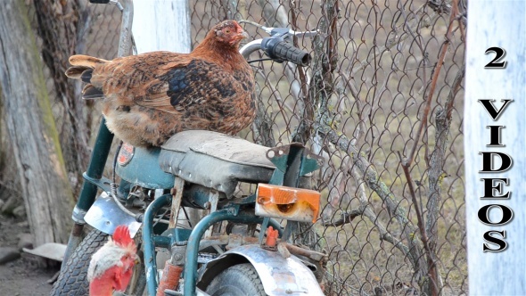 Hen Sitting  On Motorcycle