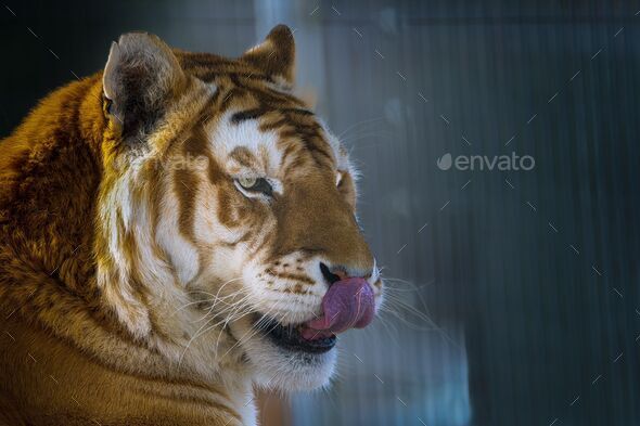 Bengal Tiger - Cougar Mountain Zoo