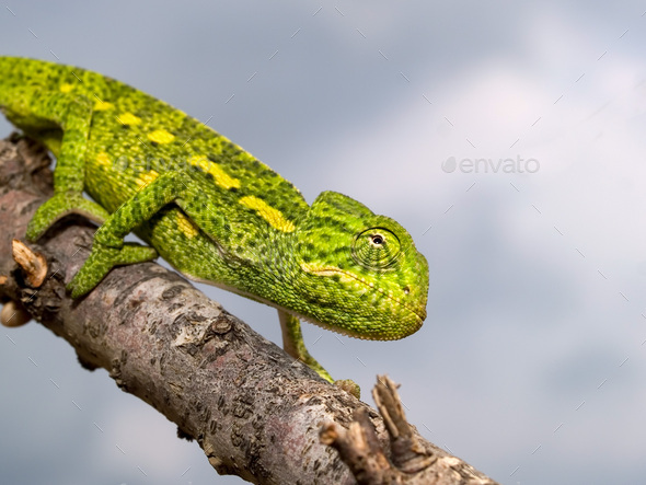 chamaeleo africanus, african chameleon - Stock Photo - Images