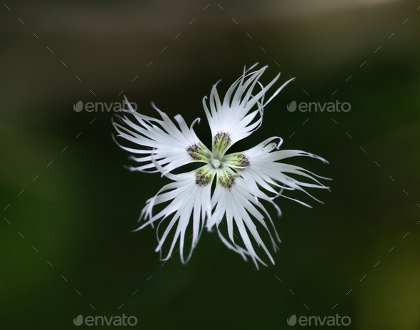 Closeup of a beautiful white Dianthus arenarius flower - Stock Photo - Images