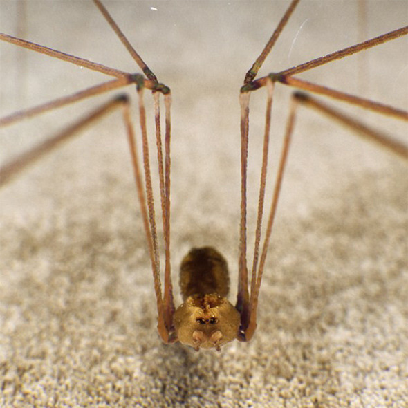 Spider Pholcus Phalangioides - 3Docean 3931175