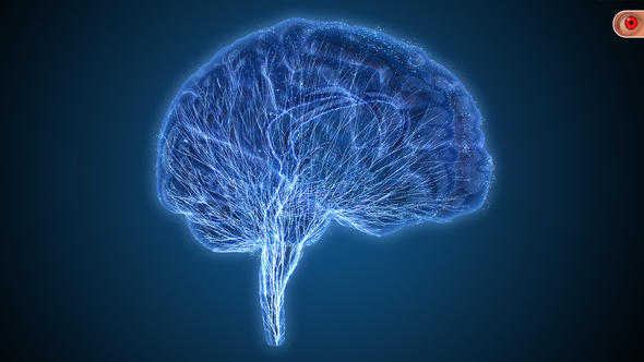 Brain Veins Neurons