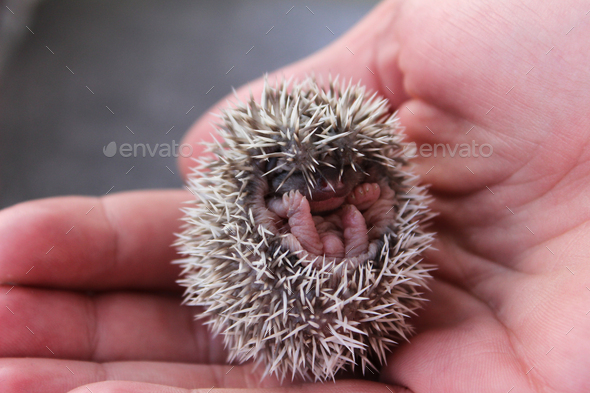 Four-toed hedgehog baby (Atelerix albiventris) - Stock Photo - Images