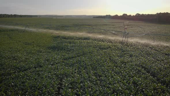 Aerial View Field with Rows of Corn and Center Pivot Irrigation System in Cornfield at Sunset. alt