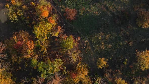 Path among autumn trees