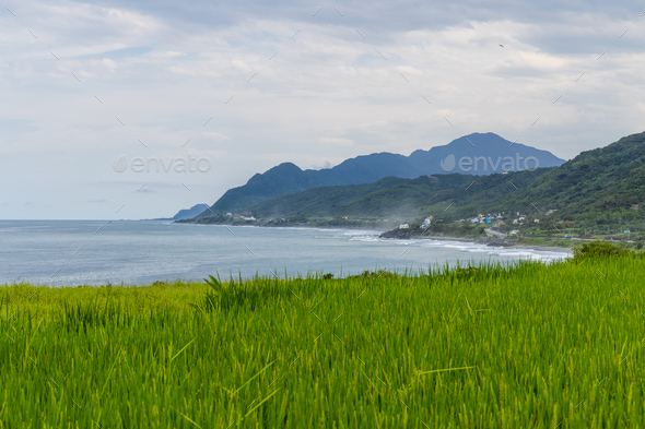 Rice field with the sea view in hualien at Taiwan