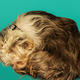 Overhead flat lay shorkie puppy at rest on green background sleeping. - PhotoDune Item for Sale