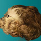 Cute shorkie dog cuddled on turquoise background at home asleep.  - PhotoDune Item for Sale