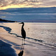 Beach landscape at sunrise with bird from behind in silhouette.  - PhotoDune Item for Sale