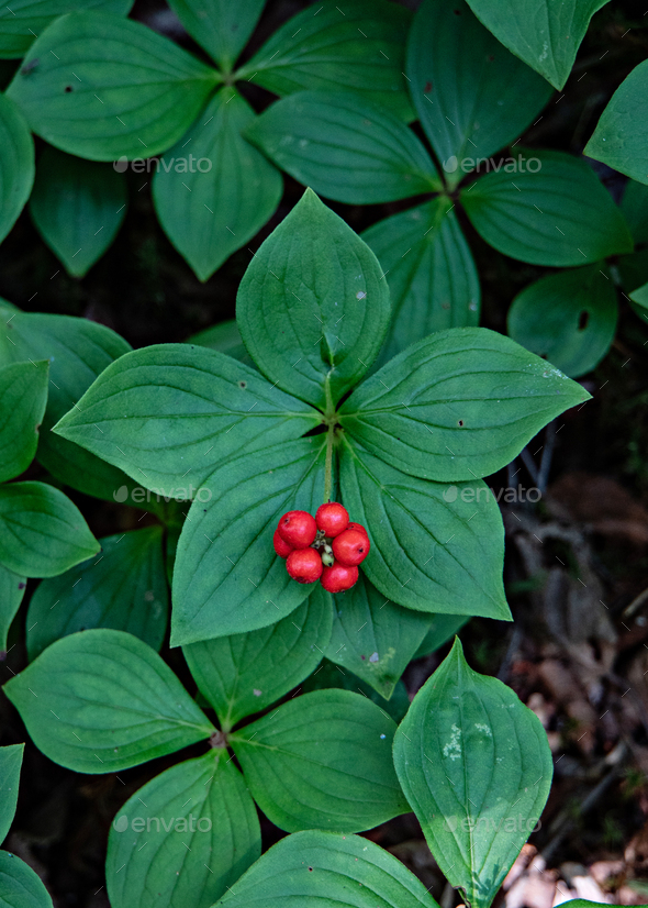 Vertical shot of Rubus saxatilis berries and leaves - Stock Photo - Images