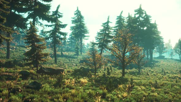 Pine Trees Fofest on High Green Mountains alt