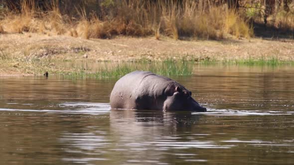 Footage of a big adult hippo in a natural lake in a national park in south africa alt