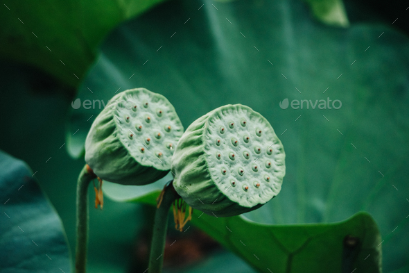 the edible part of a lotus flower. Green lotus leaves. natural plant green background.
