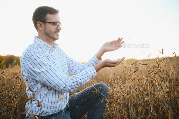 A farmer inspects a soybean field. The concept of the harvest.