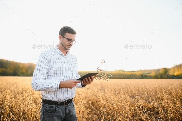 farmer agronomist in soybean field checking crops before harvest