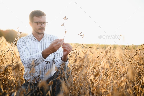 farmer agronomist in soybean field checking crops before harvest.