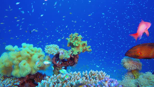Fish Coral Reef alt