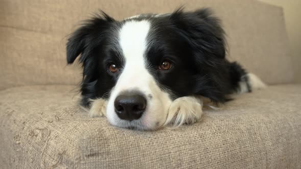 Funny Portrait of Puppy Dog Border Collie Lying on Couch Indoor alt