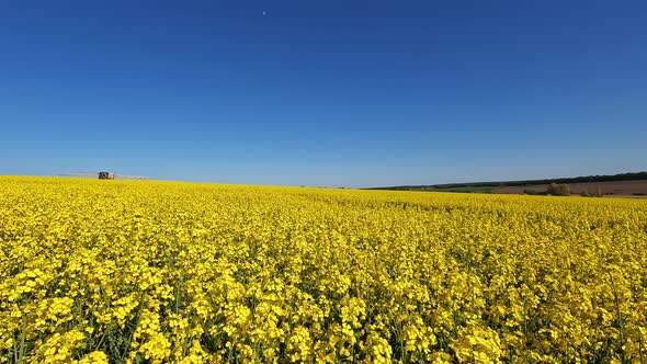 Yellow Field Blooming Rapeseed Tractor Drives