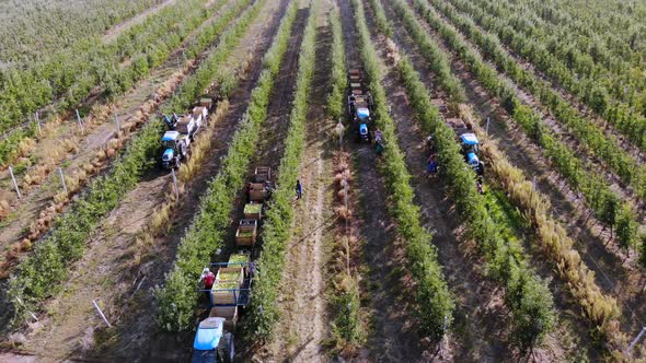 Apple Harvest. Aero, Top View. Seasonal Workers Pick Ripe Apples From Trees in Farm Orchard alt