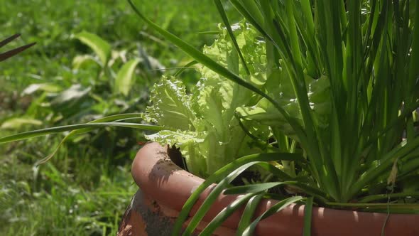 Female Hand Is Taking Fresh Green Salad Leaves From the Bush with the Scissors alt