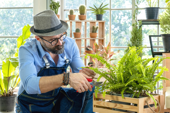 Hipster elderly men take care of the trees, pruning trees with scissors ...