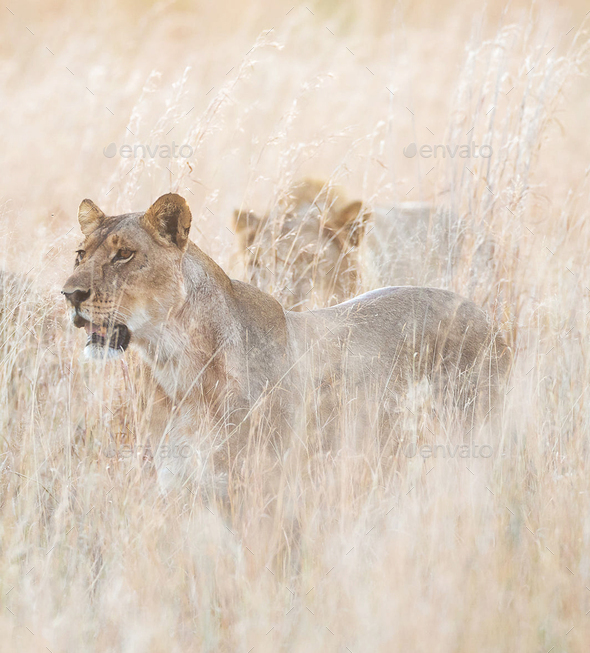 A Best wildlife tours in the world Stock Photo by TravelSync27 PhotoDune