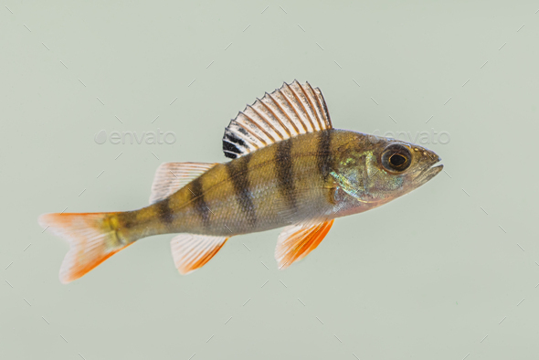 European perch swimming in pond - Stock Photo - Images