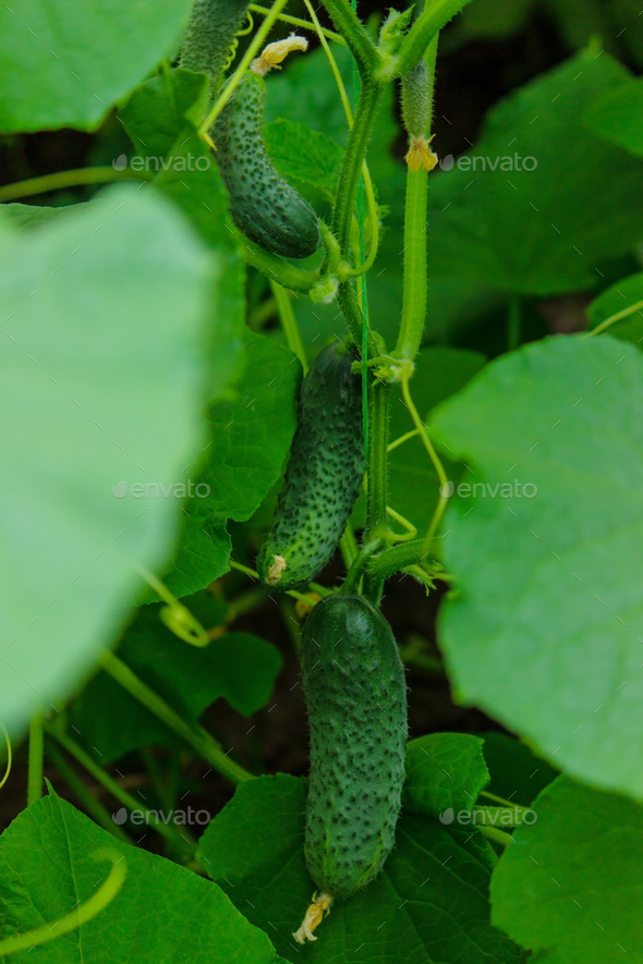 Order Organic Greenhouse Cucumber