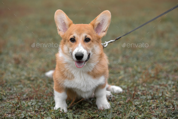 Purebred shops welsh corgi