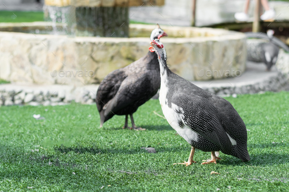 Two Numida meleagris or Guinea fowl walking on the green grass and looking upwards - Stock Photo - Images