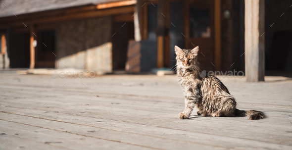 A young cat sits on a wooden platform and squints