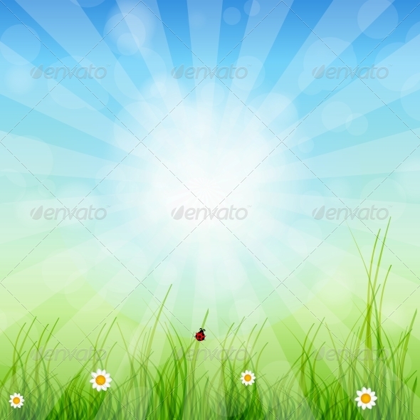 Spring Green Background. Grass and Sun - Miscellaneous Conceptual