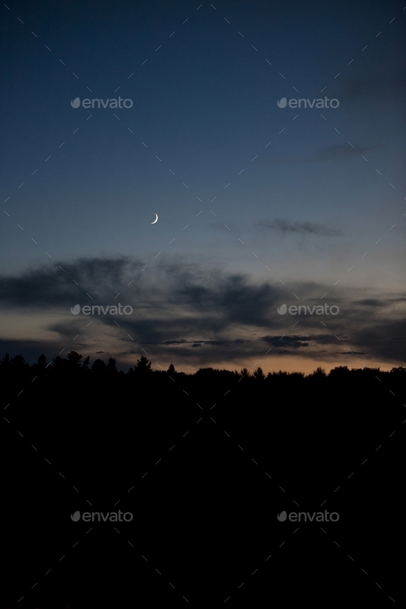 Silhouette of trees with a visible moon in the dark blue sky at night ...