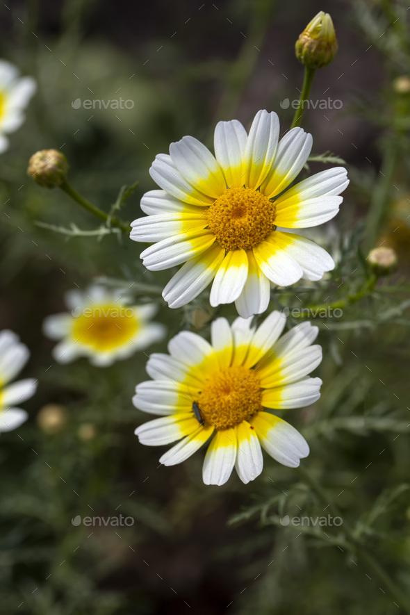 Glebionis coronaria is a species of flowering plant in the daisy family - Stock Photo - Images