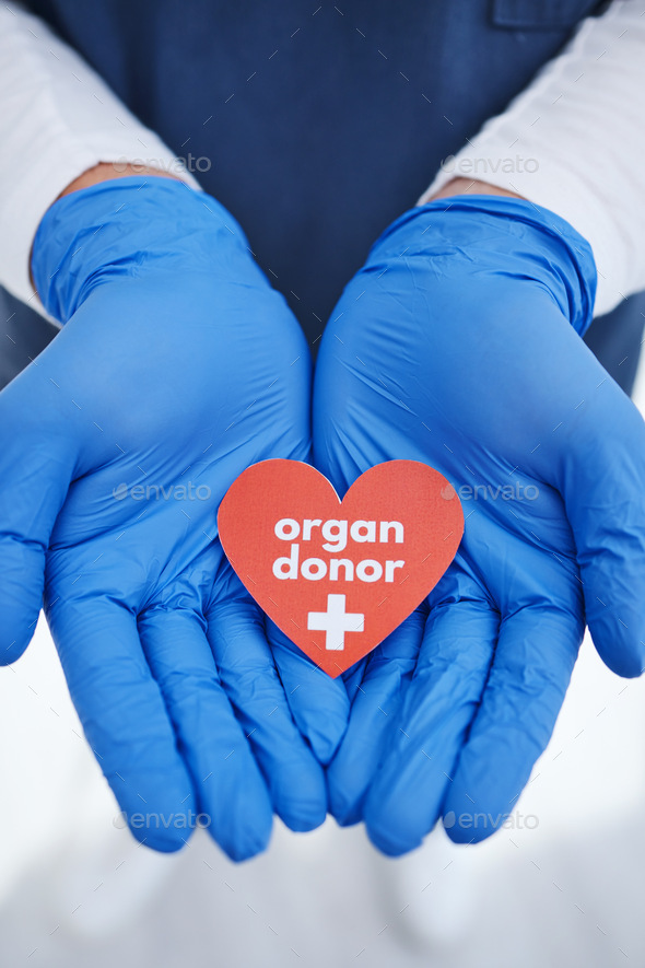 Heart, hands and doctor with organ donation, help and medical transplant in hospital zoom. Healthca