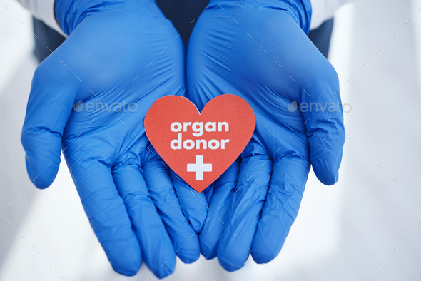 Hands, heart and doctor with organ donation, help and medical transplant in hospital zoom. Healthca