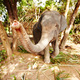 Thai elephant reserve - PhotoDune Item for Sale