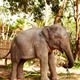 Feeding time for an Asian elephant calf - PhotoDune Item for Sale
