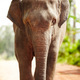 An elephants walk to freedom - PhotoDune Item for Sale