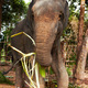Feeding elephant - PhotoDune Item for Sale