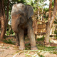 Thai elephant chained to a tree in a clearing - PhotoDune Item for Sale