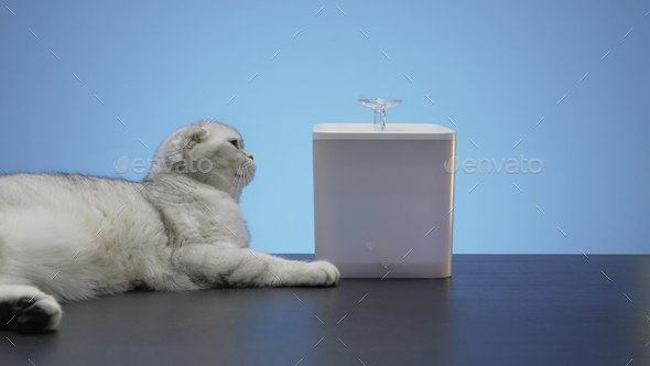 Modern hotsell cat fountain