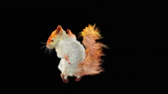 80 Squirrel Samba Dancing HD alt