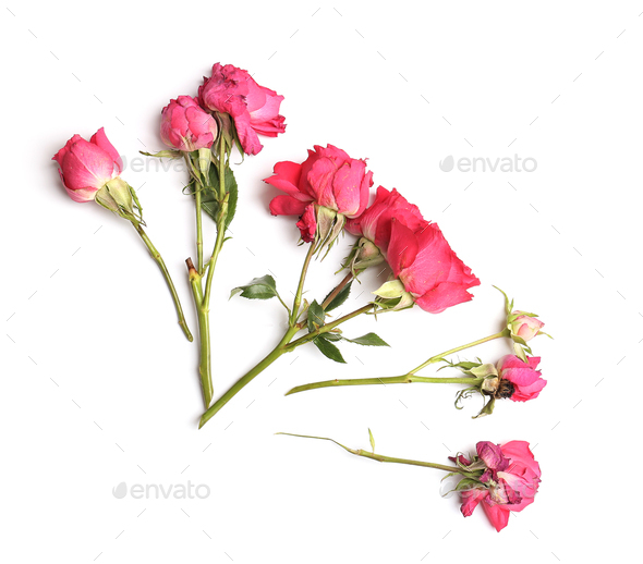 Dried rose, Dead rose, Stock image